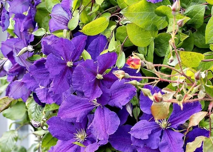 0268-romo-lyngvejen-99-ap-31 Rømø Kirkeby